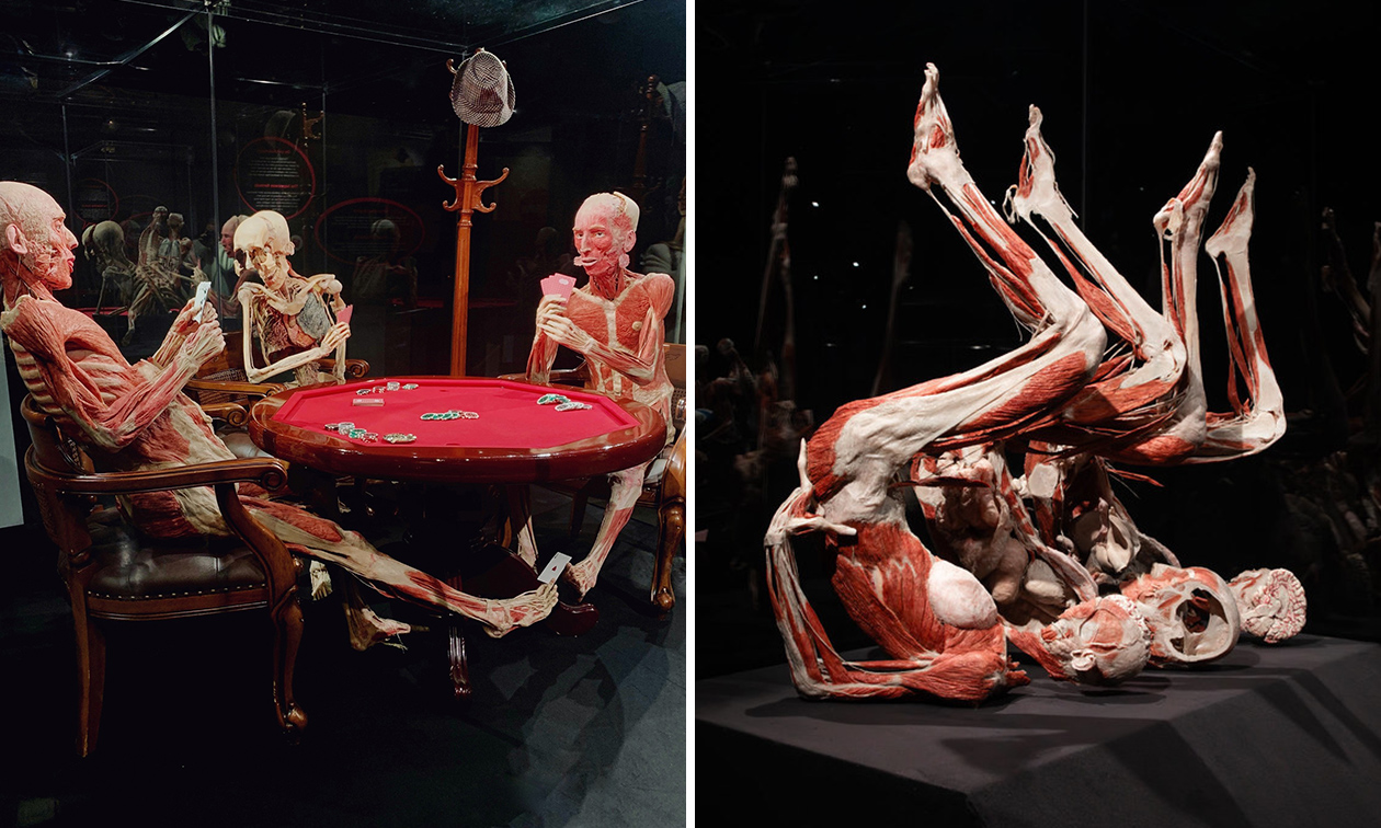 BODY WORLDS: The Happiness Project