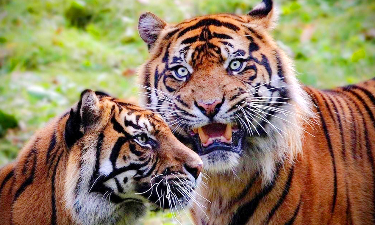 Burgers´ Zoo