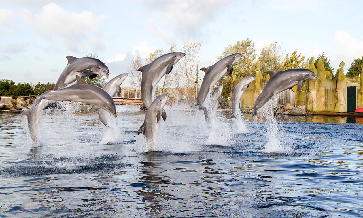 Dolfinarium