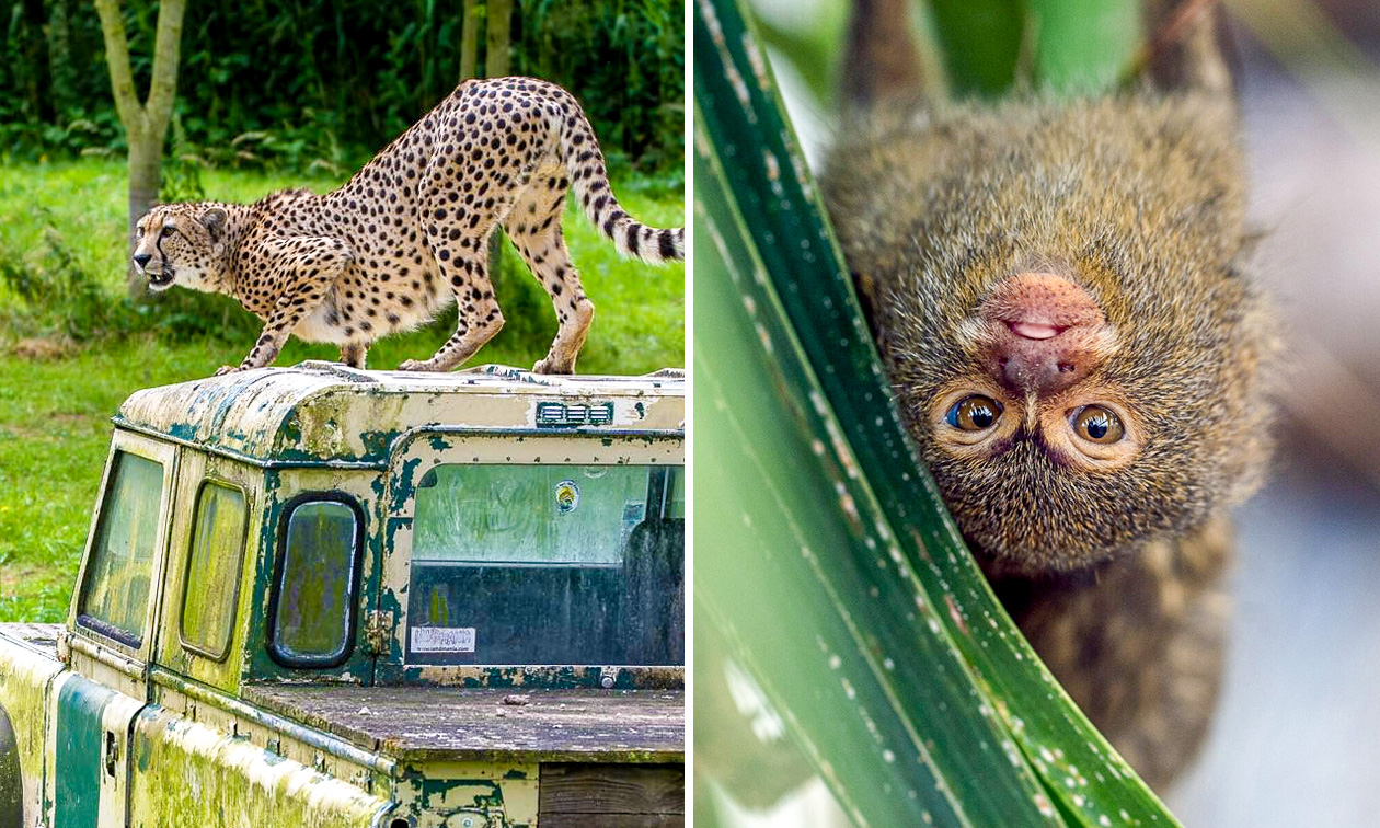Lumigny Safari Reserve