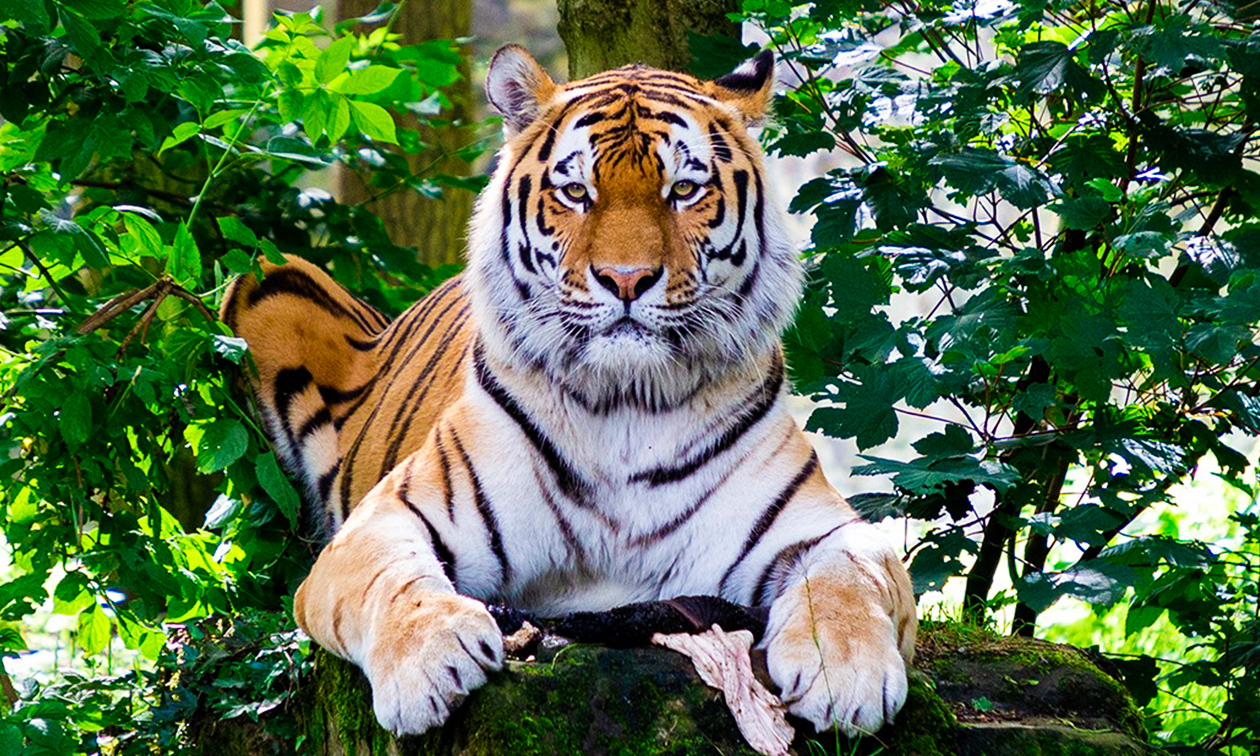 Ouwehands Dierenpark Rhenen