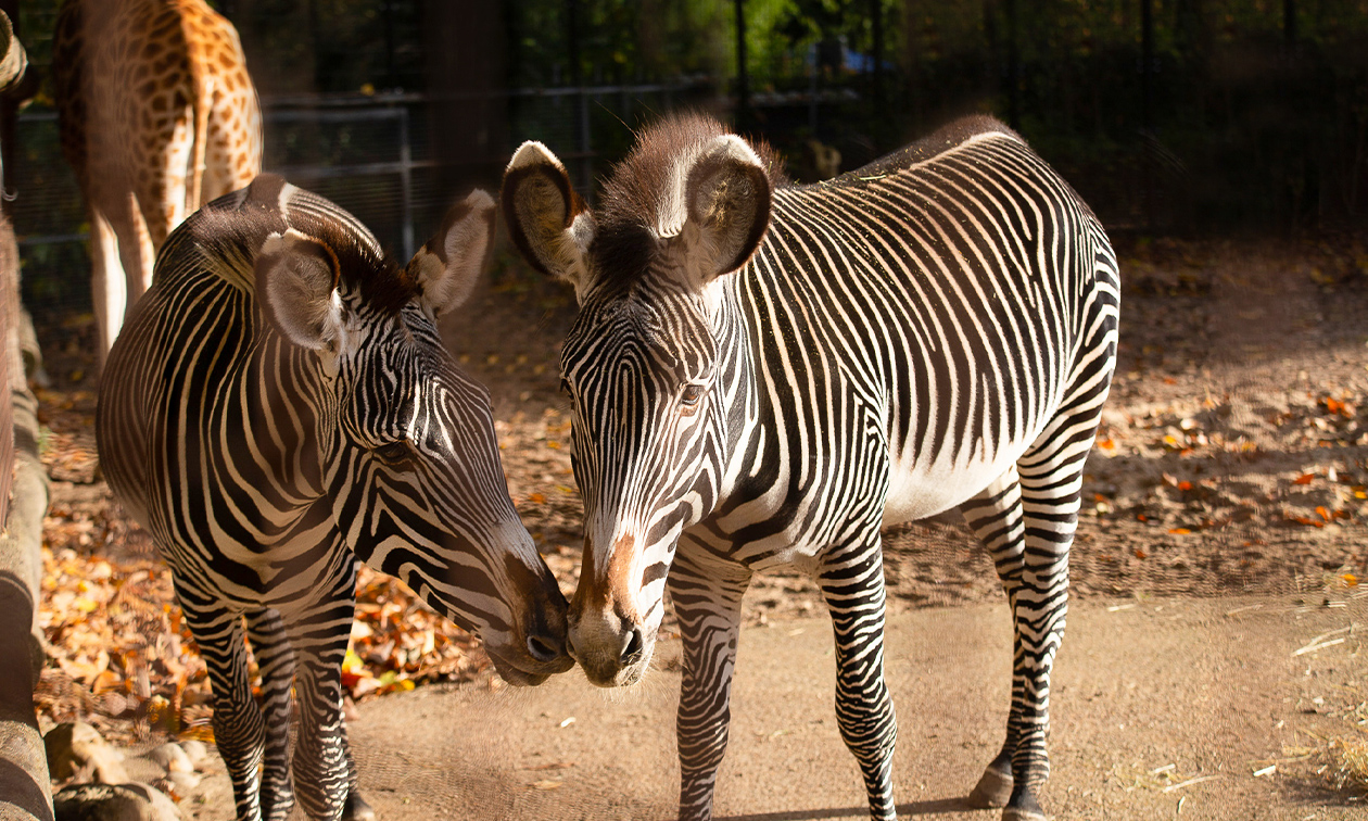 Ouwehands Dierenpark Rhenen