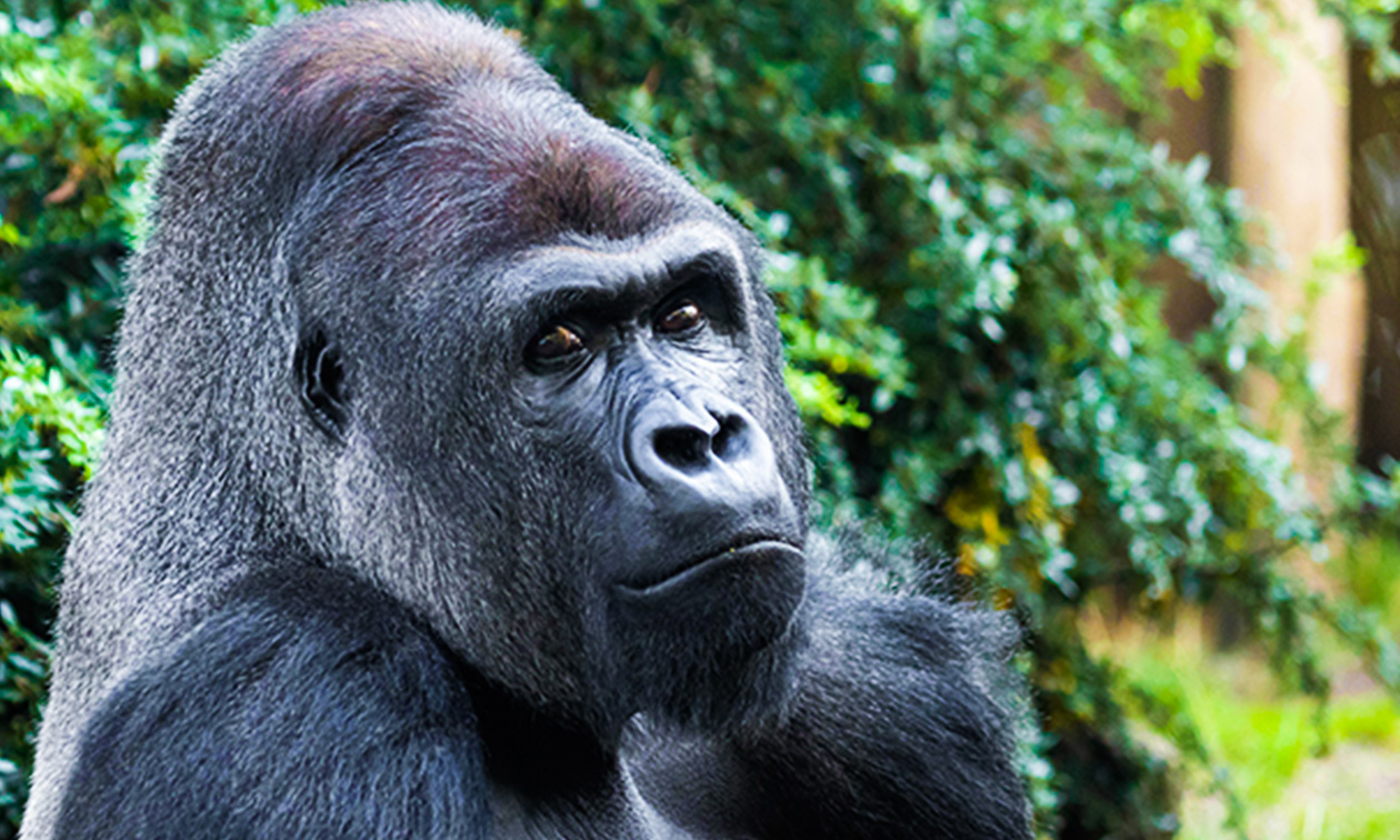 Ouwehands Dierenpark Rhenen