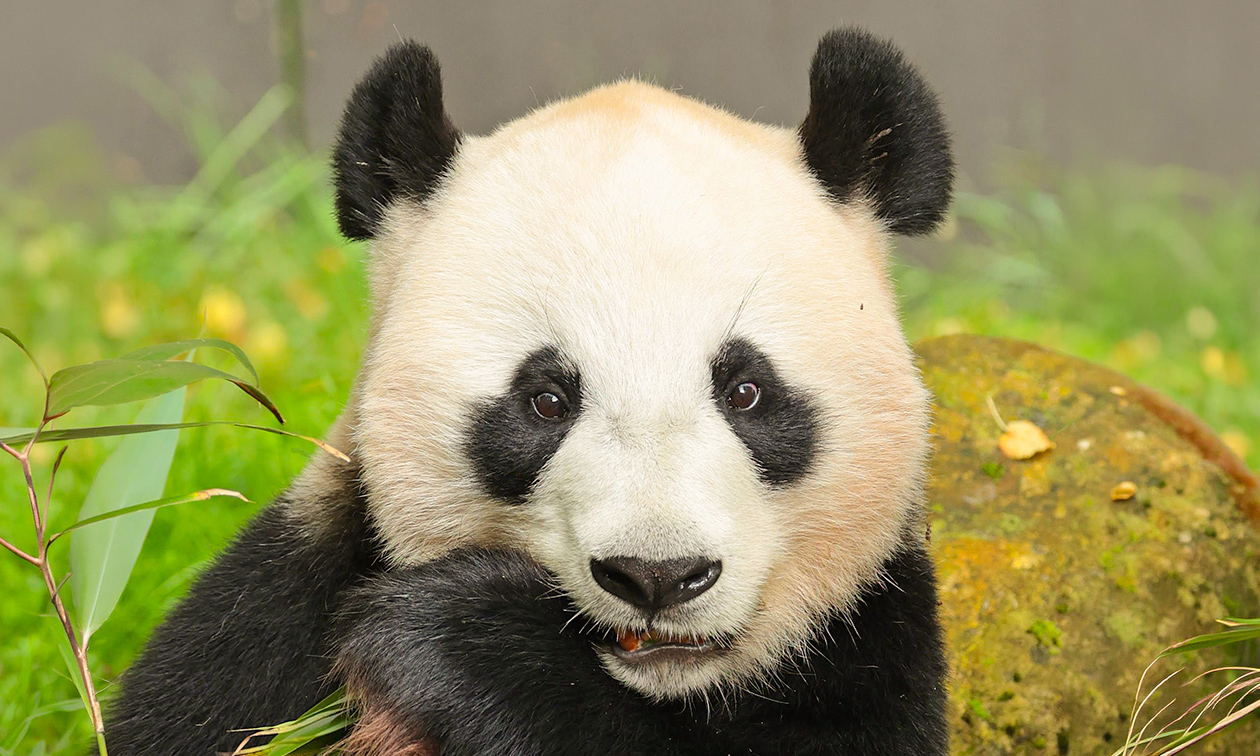 Ouwehands Dierenpark Rhenen