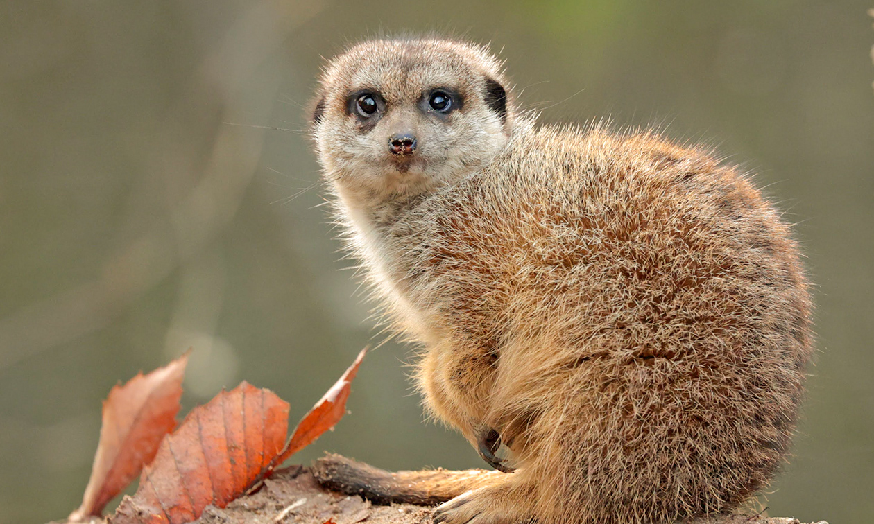 Ouwehands Dierenpark Rhenen
