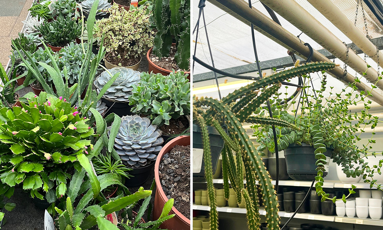 Peer Tuincentrum