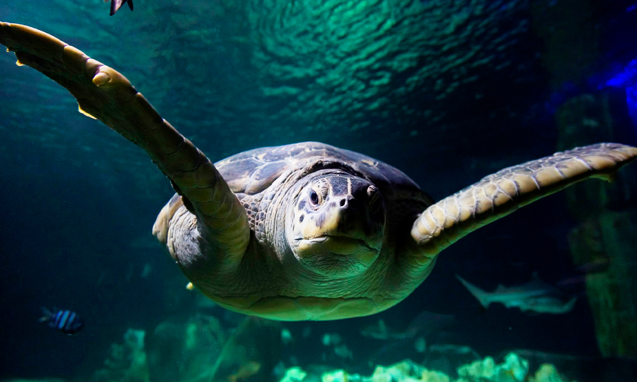 SEA LIFE Scheveningen