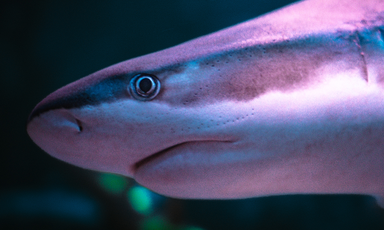 SEA LIFE Scheveningen