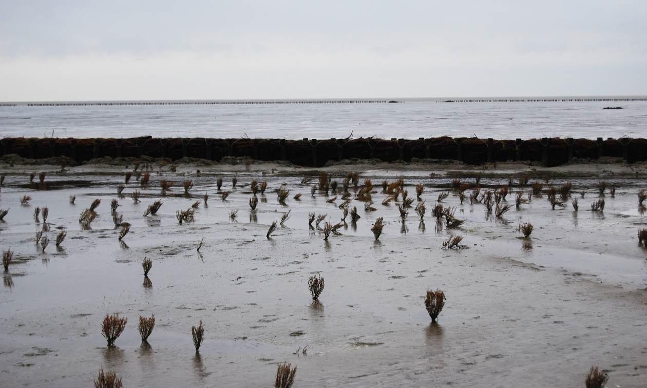 Wadlopen Pieterburen