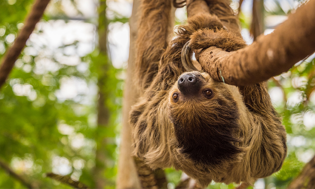WILDLANDS Adventure Zoo Emmen