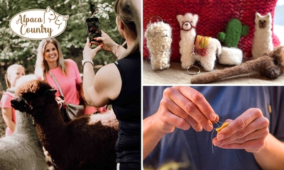 Creatieve workshop naaldvilten met alpacawol (2,5 uur) + meet & feed