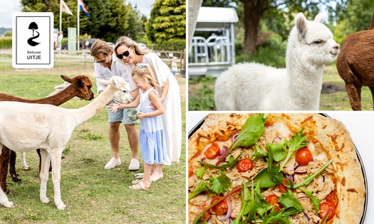 Alpacawandeling (1 tot 2,5 uur) in Opheusden