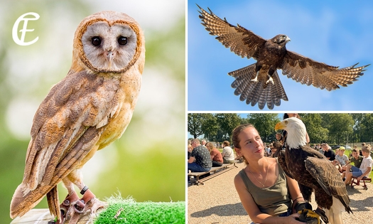 Dagentree voor Falconcrest