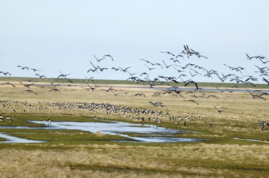 Østerssafari og fugletur