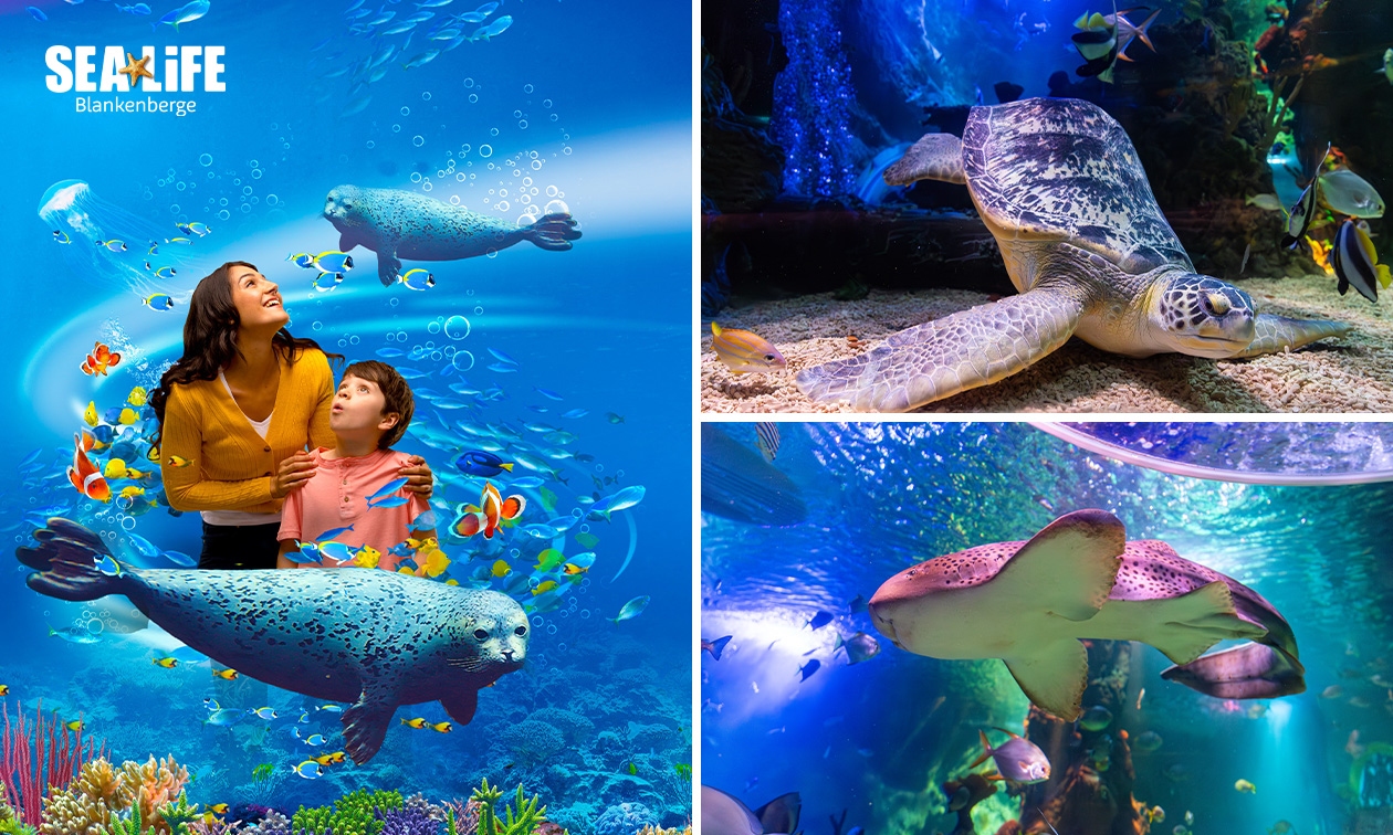 Eintritt SEA LIFE Blankenberge