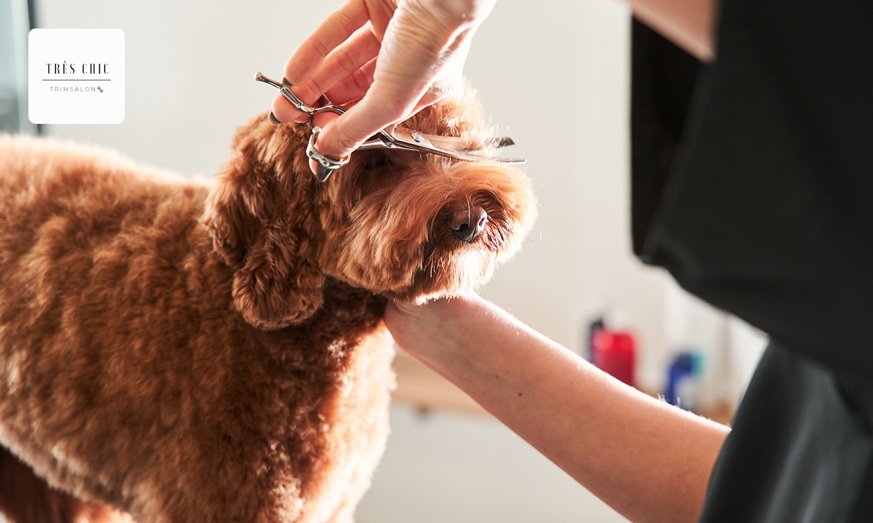 Trimbehandeling voor een kleine of (middel)grote hond (2,5, 3 of 4 uur)